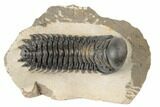 Detailed Crotalocephalina Trilobite - Atchana, Morocco #189693-1
